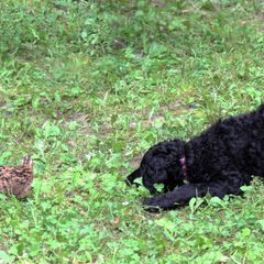 Curly-Coated Retrievers from Podunk CCRs in partnership with The Thompson's