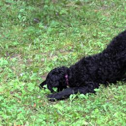 Curly-Coated Retrievers from Podunk CCRs in partnership with The Thompson's