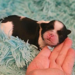 AKC Belle - Black and white female Shih Tzu puppy in Dexter, Kentucky from Enchanting Shih tzu