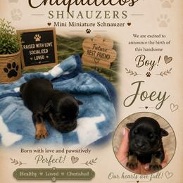 Joey - Black male Miniature Schnauzer puppy in Miami, Florida from Chiquiticos Shnauzers
