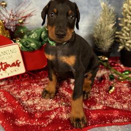Izan - Black and rust male Doberman Pinscher puppy in Aredale, Iowa from Royal Dynasty Dobermann Kennel