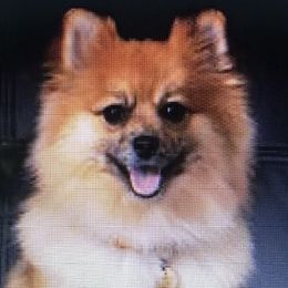 FiFi - Pomeranian