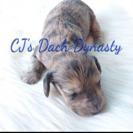 Taki 2500 - Brindle male Dachshund puppy in Gatesville, Texas from CJ's Dach Dynasty