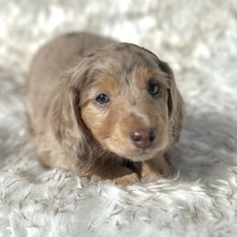 Max's Chocolate and Tan Dapple -- Girl - Dapple female Dachshund puppy in Kalama, Washington from Dazzling Doxies