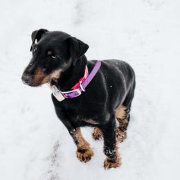 Sister - Jagdterrier