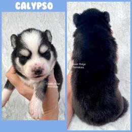 Calypso - Black and white male Pomsky puppy in Sheffield, Iowa from Clover Ridge Pomskies