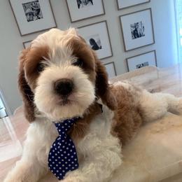 Duke - Blenheim male Cavapoo puppy in Sacramento County, California from Sac-Town Poodles and Doodles