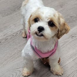 Millie - Shichon