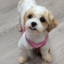 Millie - Shichon
