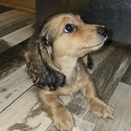 Sophie 2,800 - Cream female Dachshund puppy in Tonopah, Arizona from Desert Diamond Dachshunds