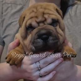 Gingersnap - Red fawn male Chinese Shar-Pei puppy in Columbus, Indiana from Royal Guard Shar Pei