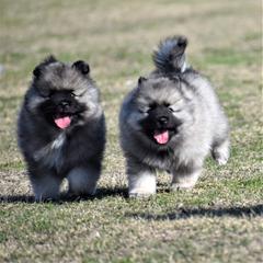 Keeshond Puppies from Anna Boehringer