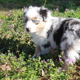 Australian Shepherd and Miniature Australian Shepherd Puppies from Holly Spring Farm Australian Shepherds