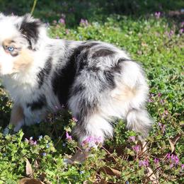 Australian Shepherd and Miniature Australian Shepherd Puppies from Holly Spring Farm Australian Shepherds