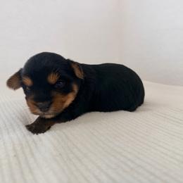 Bentley - Black and tan male Yorkshire Terrier puppy in Carencro, Louisiana from Ledet’s Yorkies