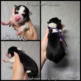Scrabble - Black tan and white female Siberian Husky puppy in Bloomfield, Indiana from Paiges lil huskies
