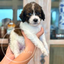 Jesse - Purple - Brown and white female Bernedoodle puppy in Rockwall, Texas from Glory Doodles