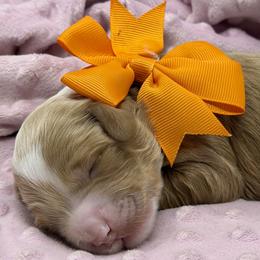 Goldie (Orange Collar) - Red female Australian Labradoodle puppy in Mount Gilead, North Carolina from Tillery Labradoodles