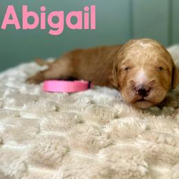 Abigail - Red  female Goldendoodle puppy in Pasadena, Texas from Toledo Creek Doodles