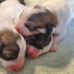 Girl 1 - Great Pyrenees puppy in Arroyo Grande, California from Wild Bunch Ranch - Home of Le Patou Great Pyrenees