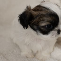 Girl 4 - Shih Tzu puppy from Good Lil Shih Tzu