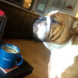 Bulldog Puppies from Farm Strong Bulldogs