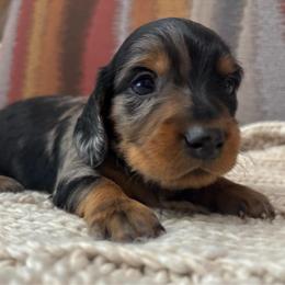 Mickey - Dapple male Dachshund puppy in Mesa, Arizona from Ruby Desert Doxies