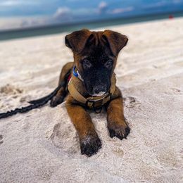Belgian Malinois Puppies from MDK Malinois