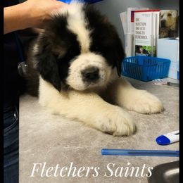Saint Bernard Puppies from Fletchers Saints
