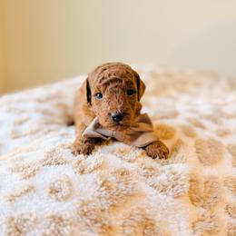Orchard - Red  male Goldendoodle puppy in Elizabethtown, Kentucky from Reddy Poodles & Doodles