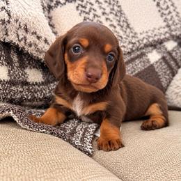 Boy 1 - Chocolate and tan male Dachshund puppy in Benson, North Carolina from Down South Dachshunds