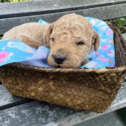 Rocky - (rocky road) - Gold male Bordoodle puppy in Canfield, Ohio from Poo's Doo's & Inu's
