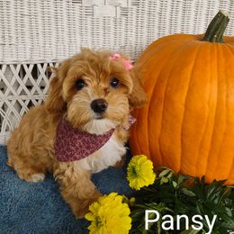 Pansy - Cavapoochon