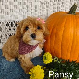 Pansy - Cavapoochon