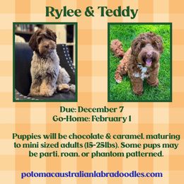 Australian Labradoodle puppies from Potomac Australian Labradoodles