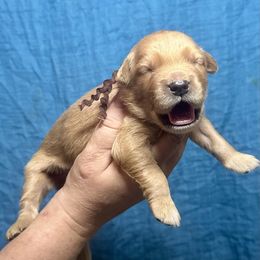 Pooh (brown) - Golden Golden Retriever puppy in Argyle, Texas from Skarlotte Goldens, LLC