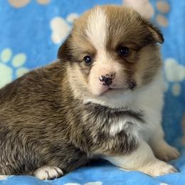 Boy 1 - Red male Pembroke Welsh Corgi puppy in Moulton, Alabama from Reed's Pembroke Corgi Welsh