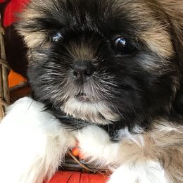 Shih Tzus from Lovable Shih Tzus