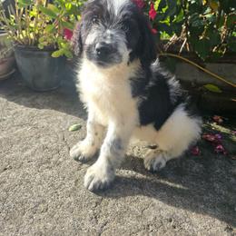 Tiny - Black and white male Saint Berdoodle puppy in Castle Rock, Washington from PNW Saint Berdoodles