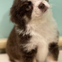 Australian Shepherd, Miniature American Shepherd, and Toy Australian Shepherd Puppies from Blue’s Family Aussies