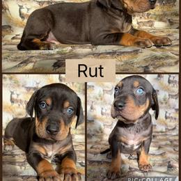 Rut - Blue male Catahoula Leopard Dog puppy in Forbes, Minnesota from North Country Catahoulas
