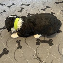 Lime Green - Tri-color female Bernedoodle puppy in Cody, Wyoming from Yellowstone Breeders