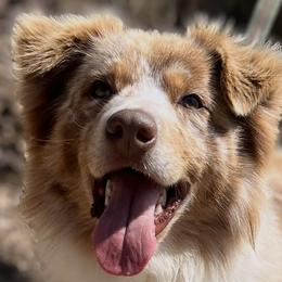 Australian Shepherds from Mountainside Aussies