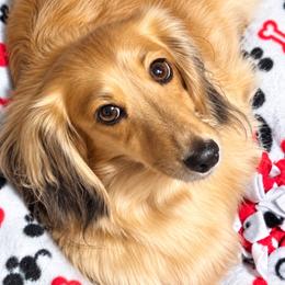 Mollie - Dachshund