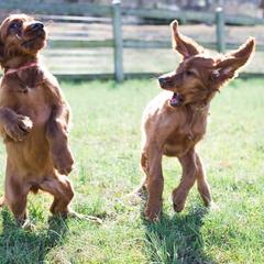 Irish Setter Puppies from Rumraisin Irish Setters