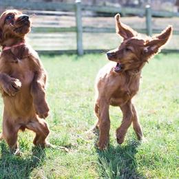 Irish Setter Puppies from Rumraisin Irish Setters