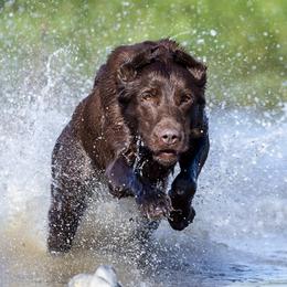 Grace - Labrador Retriever