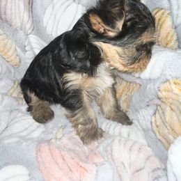 "Boy a lot of white " Yorkshire Terrier Puppies from Becky Harriman's Yorkshire Terriers