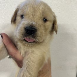Boy 1 - Golden male Golden Retriever puppy in Chesapeake, Virginia from Autumn Lake Golden Retrievers