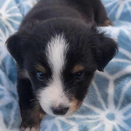Toy Australian Shepherds from Old County Aussies